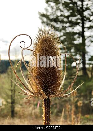 Fuller's Teasel crescente selvatici in Oregon, USA. Foto Stock