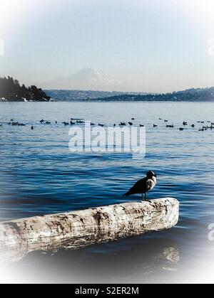 Misty foto del gabbiano su un log in il Lago Washington a Seward Park, Seattle, con Mt. Ranier debole sullo sfondo Foto Stock