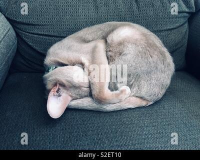 Dormire su daddy's poltrona reclinabile Foto Stock