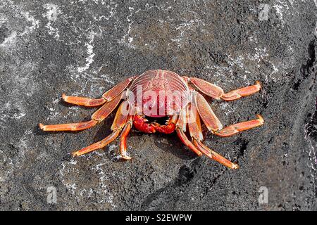 Un granchio rosso seduto su una roccia grigio Foto Stock