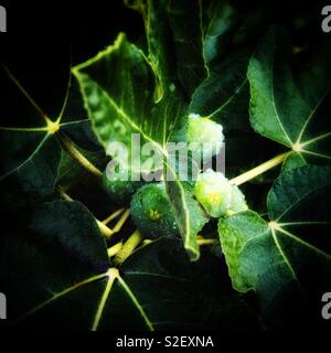 Dopo la pioggia di Ficus carica Linn. 雨後的無花果 Foto Stock