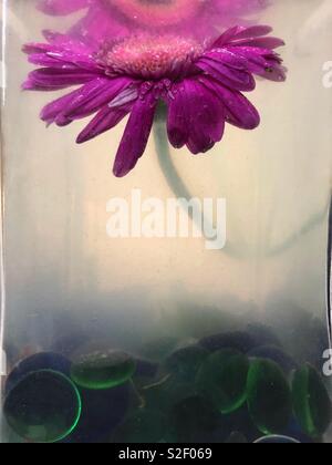 Un singolo pink gerbera daisy sommersa di fiori in un vaso di vetro con impianto di torbida acqua e ciottoli di vetro. Foto Stock