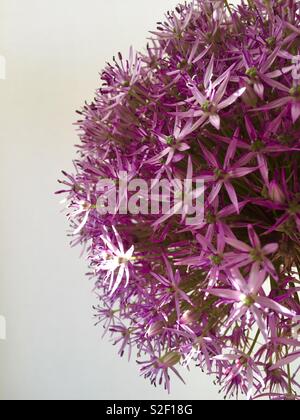 Allium viola sensazione di testa di fiori Foto Stock