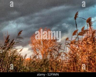 Autunno Foto Stock