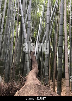 Albero caduto all'interno del bosco di bambù dopo una tempesta. Foto Stock
