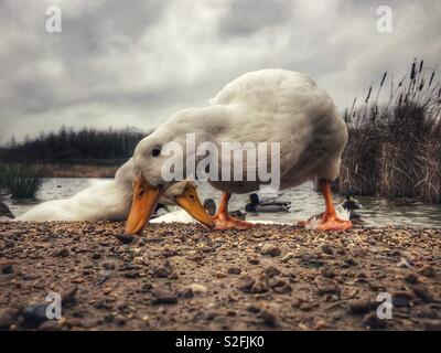 Aylesbury duck rovistando per alimenti Foto Stock