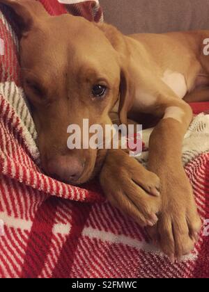 Un triste guardando giallo Labrador retriever cane sdraiato su una comoda poltrona e riposo dopo un'operazione mentre guardare dritto verso la fotocamera Foto Stock