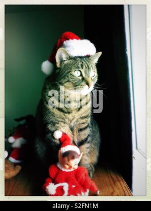 Il mio gatto con indosso la sua santa hat Foto Stock