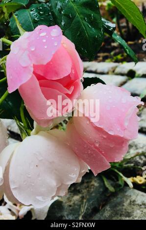 Bella rosa pallido rose con gocce di pioggia sul Foto Stock