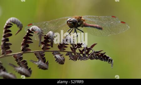 Libellula su una foglia di felce con ali spiegate Foto Stock