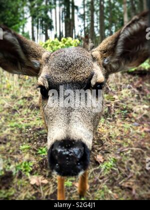Extreme close up di un giovane cervo maschio. Foto Stock