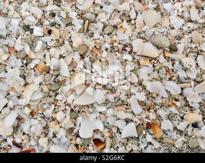 Rotture di conchiglie sulla spiaggia di Formentera Foto Stock