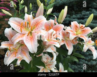 Lillies nel giardino estivo Foto Stock