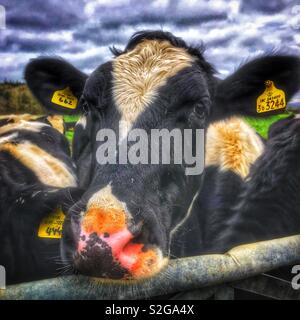 Mucca frisone Foto Stock