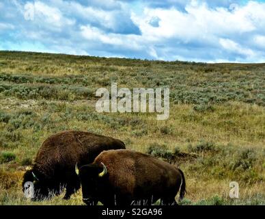 Due bisonti americani di pascolare su una collina del Wyoming Foto Stock