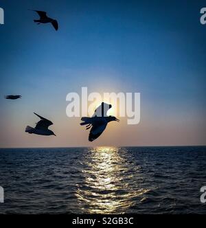 Gabbiani in volo sopra il mare Arabico al crepuscolo in Mumbai. Foto Stock