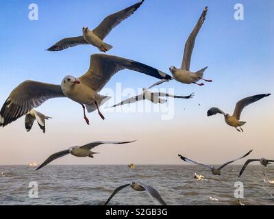 Uccelli in volo, gabbiani arriva a Riva durante il periodo invernale in Mumbai. Foto Stock