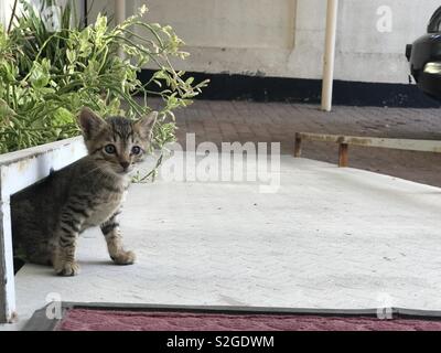 Kitten:ad esplorare i dintorni Foto Stock