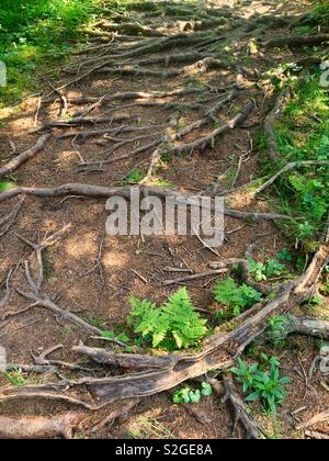 Il vecchio albero radici sul suolo della foresta Foto Stock