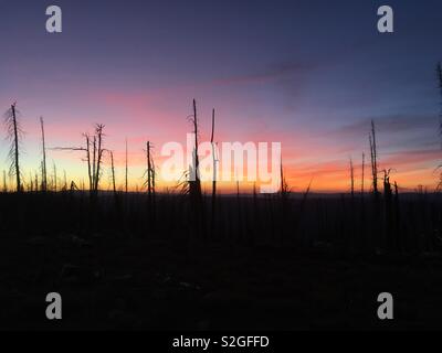 Alberi bruciati stagliano tramonto Foto Stock