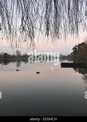 Anatre sul lago in barca in serata Foto Stock