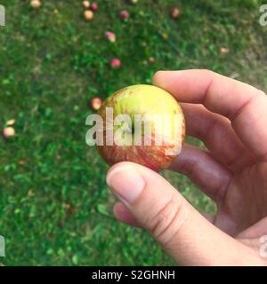 Tenendo un minuscolo homegrown apple Foto Stock