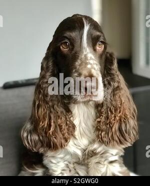 Il cioccolato Stefano cocker spaniel Foto Stock