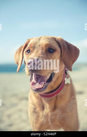 Un close up ritratto di una felice e cordiale giallo labrador retriever ritratto con la sua linguetta sporgente mentre ansimando su una spiaggia durante le vacanze estive e di clima caldo Foto Stock