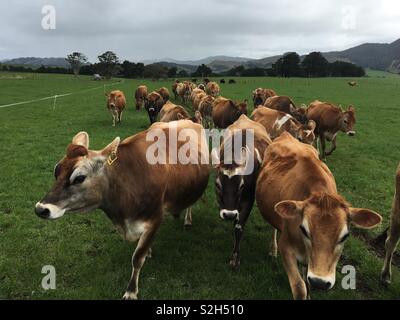 Una mandria di Jersey di vacche da latte di una fattoria della Nuova Zelanda Foto Stock