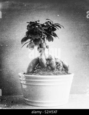 Albero di Bonsai (ginseng ficus) in una pentola Foto Stock