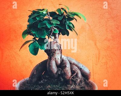 Albero di Bonsai (ginseng ficus) in una pentola Foto Stock