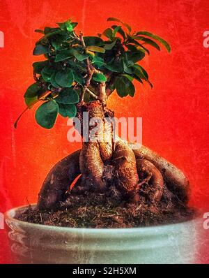 Albero di Bonsai (ginseng ficus) in una pentola Foto Stock
