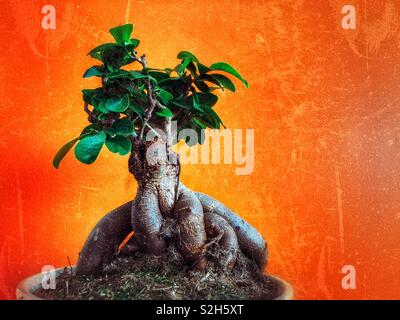 Albero di Bonsai (ginseng ficus) in una pentola Foto Stock