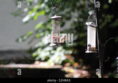 Bird arroccato su un alimentatore. Prese nei giardini di Glen Grant Distillery, Rothes, murene, REGNO UNITO Foto Stock