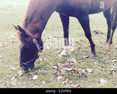 Cavallo purosangue pascolare nel campo a Irish National Stud a Kildare Irlanda Foto Stock