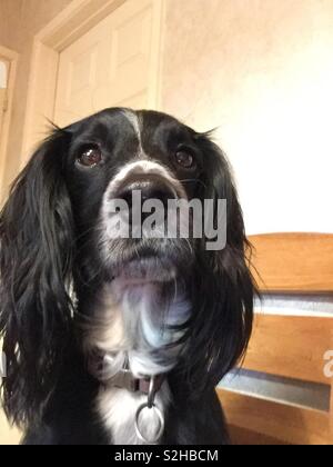 Sprocker spaniel cane selfie Foto Stock