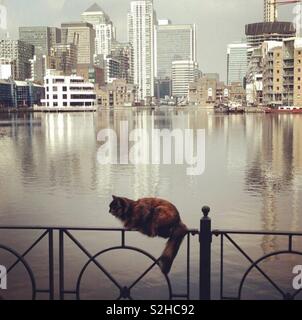 Gatto sulla Isle of Dogs, arroccato sulle acque che si affaccia su Canary Wharf Foto Stock