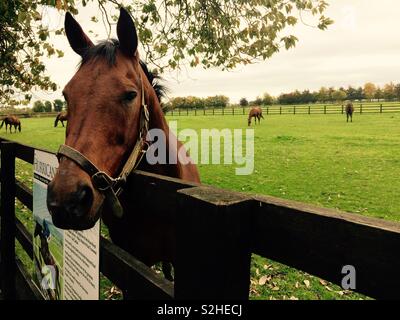 Cavallo purosangue da vicino con la testa sopra la recinzione del paddock che guarda le persone che visitano la fattoria di cavalli a Kildare in Irlanda Foto Stock