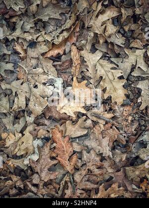 Brown decadendo foglie sul suolo della foresta Foto Stock