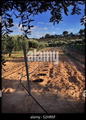 Impianto di irrigazione e di una fila di Parellada vitigni per il vino, la Catalogna, Spagna. Foto Stock