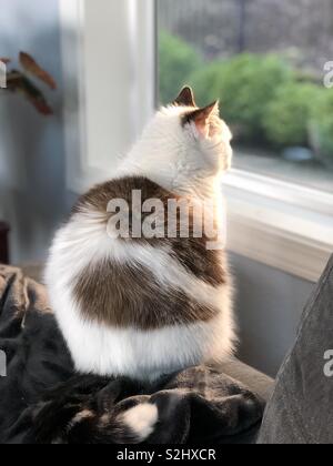 Un gatto guardando fuori della finestra. Foto Stock