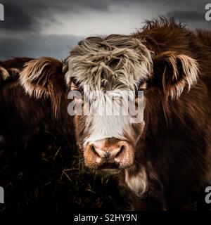 Un close up ritratto di un irsuto highland mucca che mostra la sua testa, gli occhi e le orecchie in un campo di fattoria Foto Stock