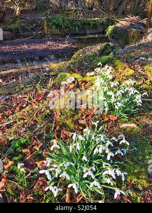 Snowdrops accanto al flusso in primavera Foto Stock