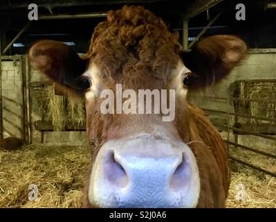 Grande naso. Un contatto ravvicinato e personale, un pedigree limousin mucca Foto Stock