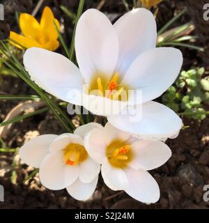 Crochi bianco fiori apertura in un giardino durante il tardo inverno su un soleggiato febbraio nel Regno Unito Foto Stock