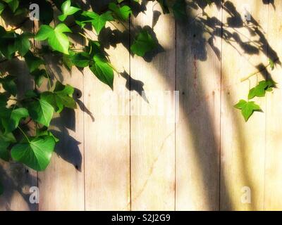 Ivy growing over a sunlit wooden fence Foto Stock