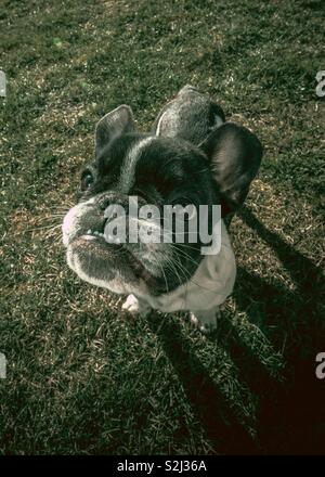 Cucciolo di un bulldog francese fotografato dal di sopra. Divertente per larghezza zoom. Testa grande, piccolo corpo. Foto Stock