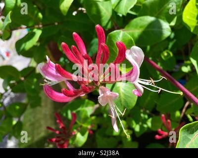 Caprifoglio in fiore Foto Stock