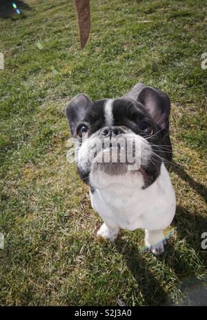 Cucciolo di un bulldog francese fotografato dal di sopra. Divertente per larghezza zoom. Testa grande, piccolo corpo. Foto Stock