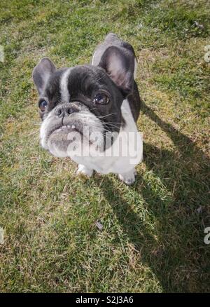 Cucciolo di un bulldog francese fotografato dal di sopra. Divertente per larghezza zoom. Testa grande, piccolo corpo. Foto Stock